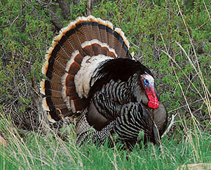 Merriam's Turkey Hunting In Nebraska - 402-304-1192