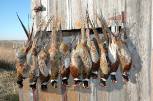 Pheasant Hunting In Nebraska