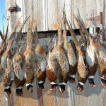 Pheasant Hunting In Nebraska - 855-473-2875 - Outfitters - Guides