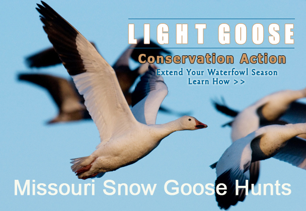Snow Snow Goose Guides - Fully Guided Spring Snow Goose Hunts --402-304-1192